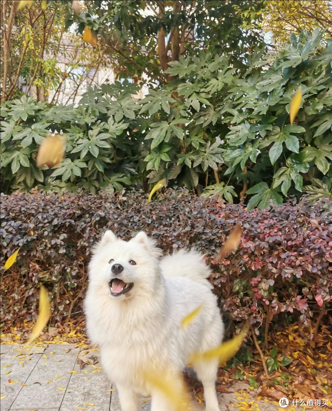 养狗吧，感受一下什么是忠诚